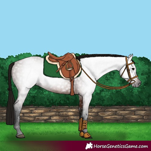Horse Color:Gray Bay 