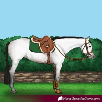Horse Color:Gray Bay 
