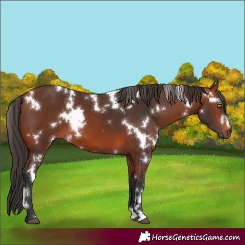 Horse Color:White Spotted Bay 