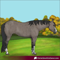 Horse Color:Grullo  and Grullo 