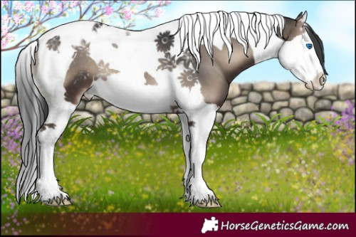 Horse Color:Blue Onyx Splash Tobiano Appaloosa 