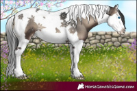 Horse Color:Blue Onyx Splash Tobiano Appaloosa 