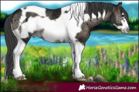 Horse Color:Blue Onyx Ice Tobiano Frame Varnish 