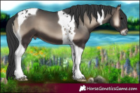 Horse Color:Blue Onyx Tobiano
