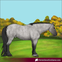 Horse Color:Grullo Roan 