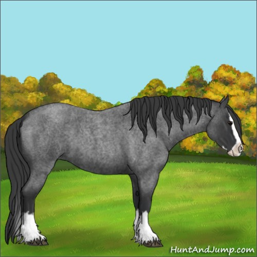 Horse Color:Blue Roan Splash 
