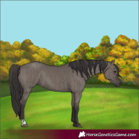 Horse Color:Smoky Grullo  and Smoky Grullo 