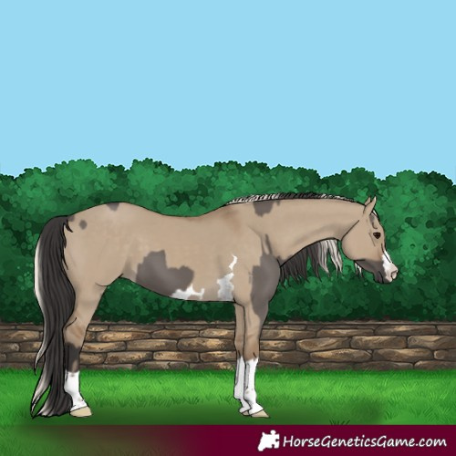 Horse Color:Smoky Grullo and Silver Smoky Grullo