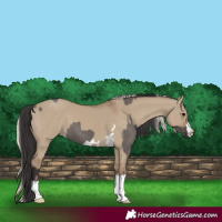 Horse Color:Smoky Grullo  and Silver Smoky Grullo 