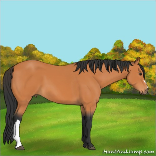 Horse Color:Bay 