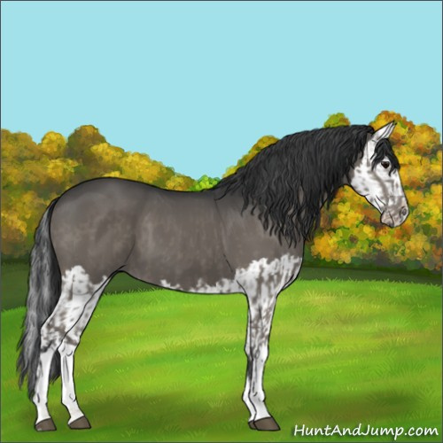 Horse Color:Grullo and Grullo Splash