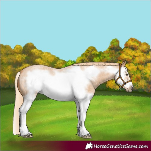 Horse Color:Red Roan Splash Frame 