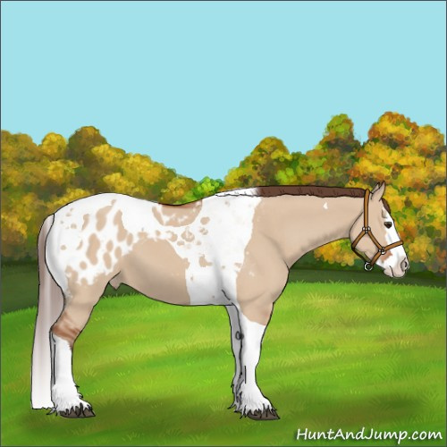 Horse Color:Bay Dun Splash Tobiano Appaloosa 