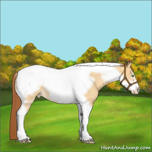 Horse Color:Amber Cream Champagne Dun Tobiano Frame Appaloosa 