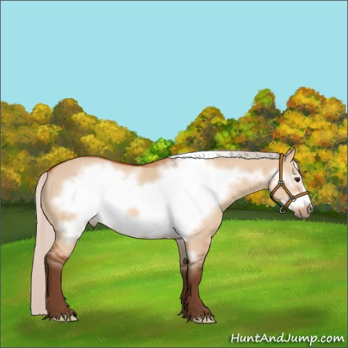 Horse Color:Silver Bay Dun Frame 