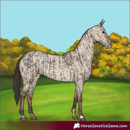 Horse Color:Grullo  and Classic Champagne Dun 