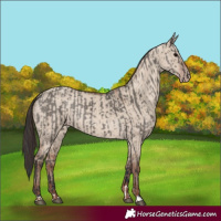 Horse Color:Grullo  and Classic Champagne Dun 