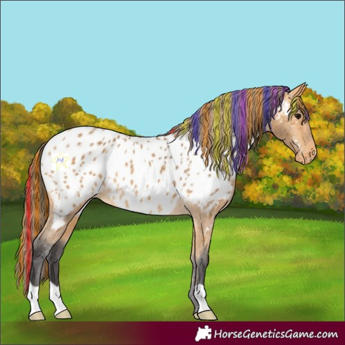 Horse Color:Painted Buckskin Appaloosa Rabicano 