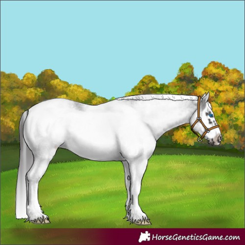Horse Color:White Spotted Smoky Blue Roan Splash Frame 