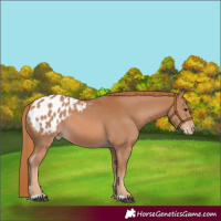 Horse Color:Chestnut Appaloosa 