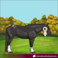 Horse Color:Smoky Black Tobiano