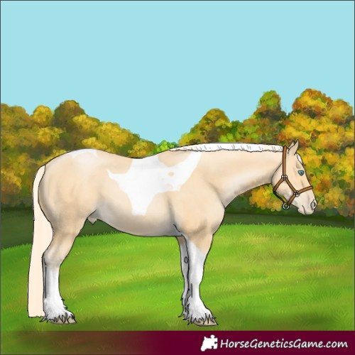 Horse Color:Palomino Pearl Tobiano 