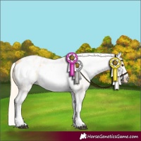 Horse Color:White Spotted Palomino Roan Frame Appaloosa 