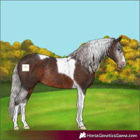 Horse Color:Silver Brown Tobiano Rabicano