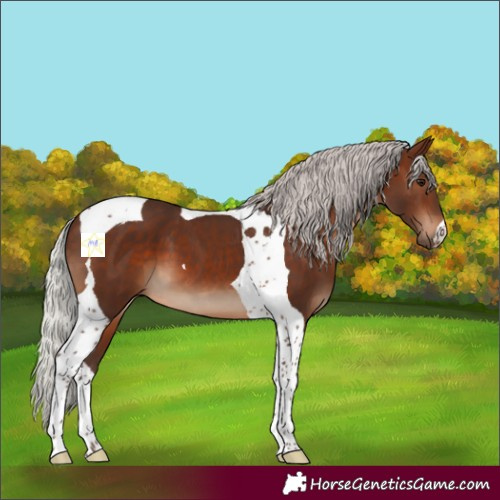 Horse Color:Silver Brown Tobiano 