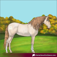 Horse Color:Buckskin Roan Pearl Tobiano
