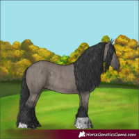 Horse Color:Grullo and Grullo Rabicano