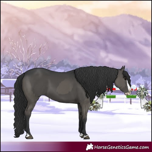 Horse Color:Grullo  and Grullo Splash 