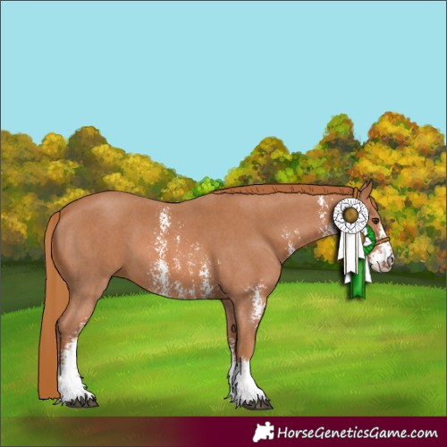 Horse Color:Chestnut Sabino 
