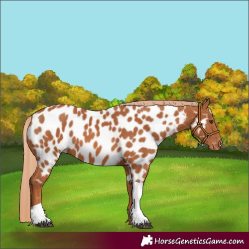 Horse Color:Chestnut Tobiano Appaloosa 