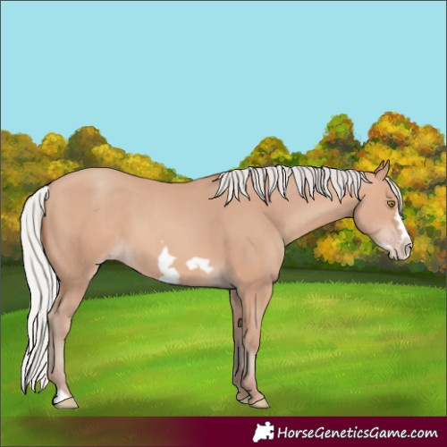 Horse Color:Silver Amber Champagne Frame 