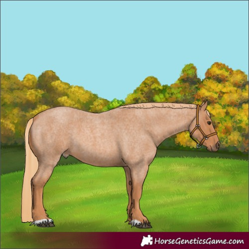 Horse Color:Red Roan 