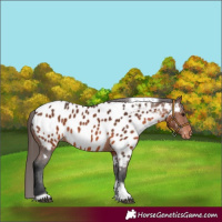 Horse Color:Brown Tobiano Near Leopard 