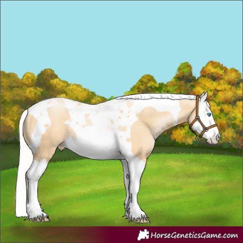 Horse Color:Silver Buckskin Pearl Splash Tobiano 