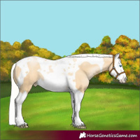 Horse Color:Silver Buckskin Pearl Splash Tobiano 