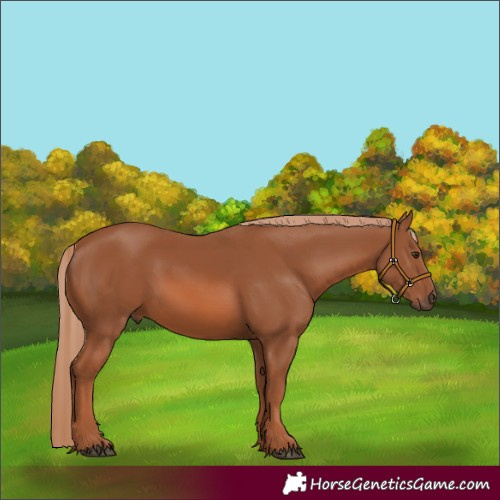 Horse Color:Chestnut 