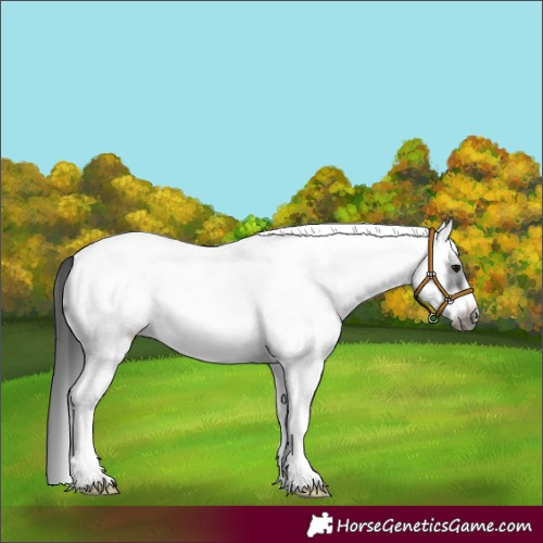 Horse Color:White Spotted Black Frame Appaloosa 