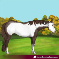 Horse Color:Liver Chestnut Frame
