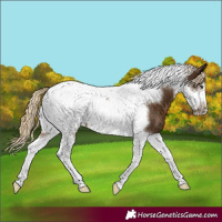 Horse Color:Chocolate Palomino Tobiano Frame 