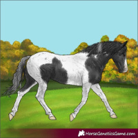 Horse Color:Black Tobiano 