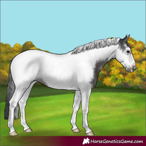 Horse Color:Black Sabino Tobiano Frame 