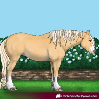 Horse Color:Palomino 
