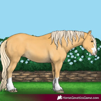 Horse Color:Palomino