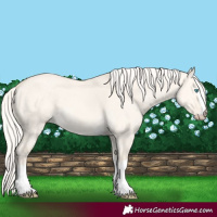 Horse Color:Cremello Dun 