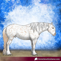 Horse Color:Chestnut Appaloosa