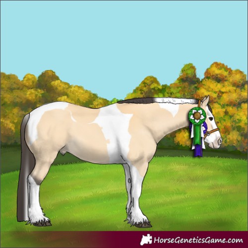 Horse Color:Buckskin Splash Tobiano 